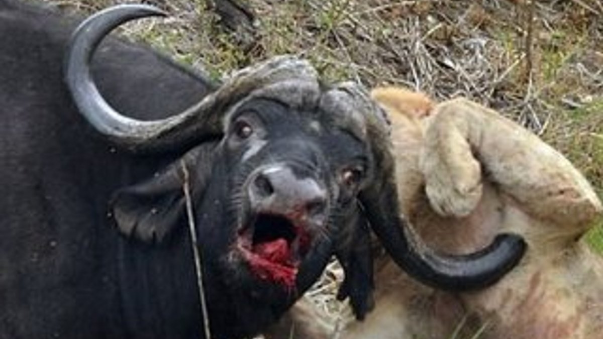 Bufalo ile 5 aslanın ölüm kalım mücadelesi