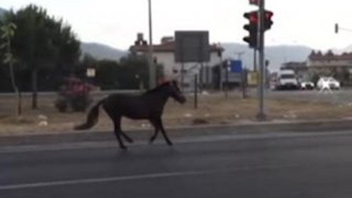 Yolda koşan at kırmızı ışıkta durdu İZLE