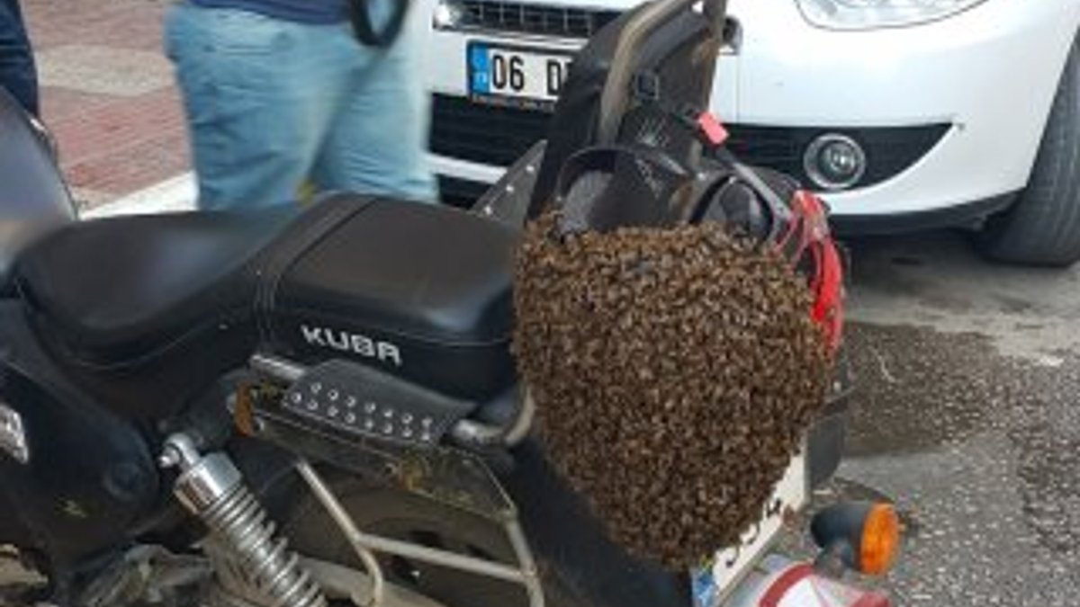 Firari arılar Sinop'u korkuttu