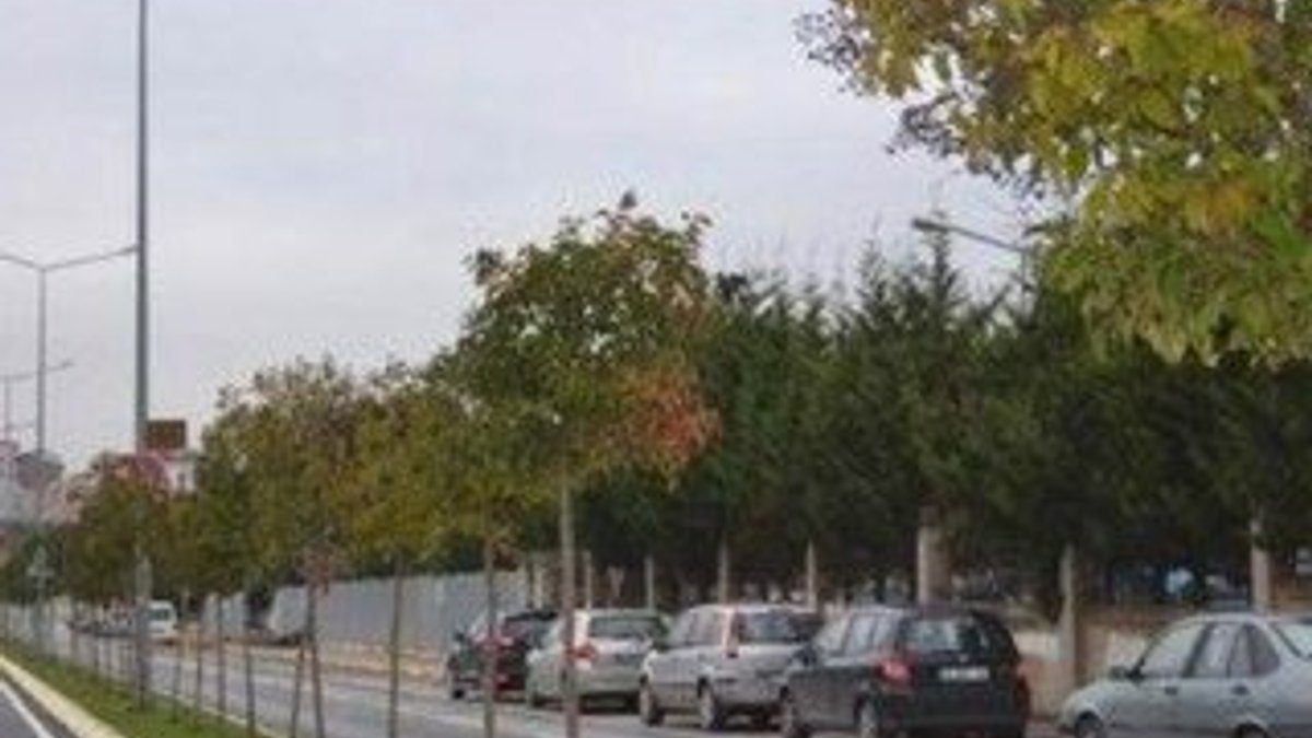 Aracını park etmek için ağaç söken kadın sürücüye hapis