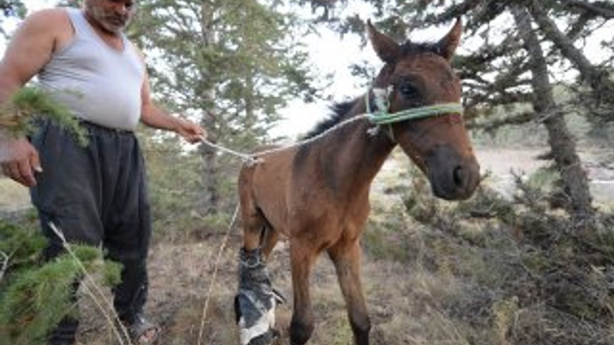 Antalya'da köylülerin atlarını vurdular