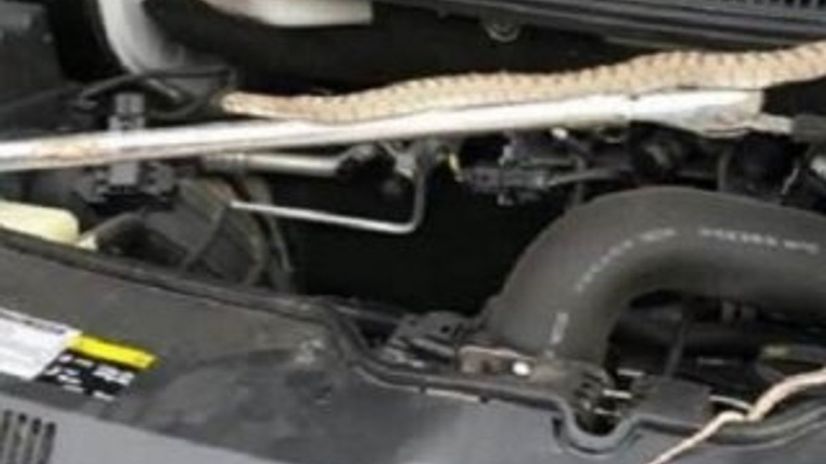 Rize'de aracın motorundan yılan çıktı