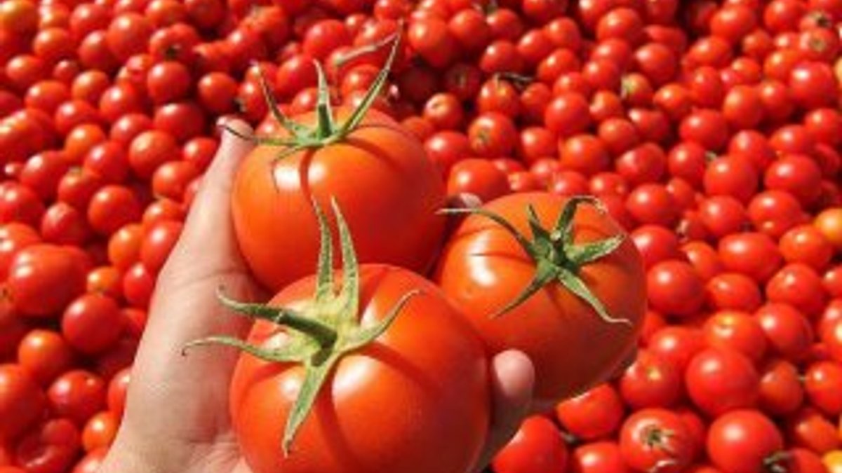 Temmuz ayında en fazla domatesin fiyatı arttı