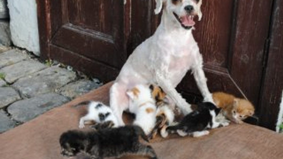 Amasya'da 40 kediye annelik yapan köpek