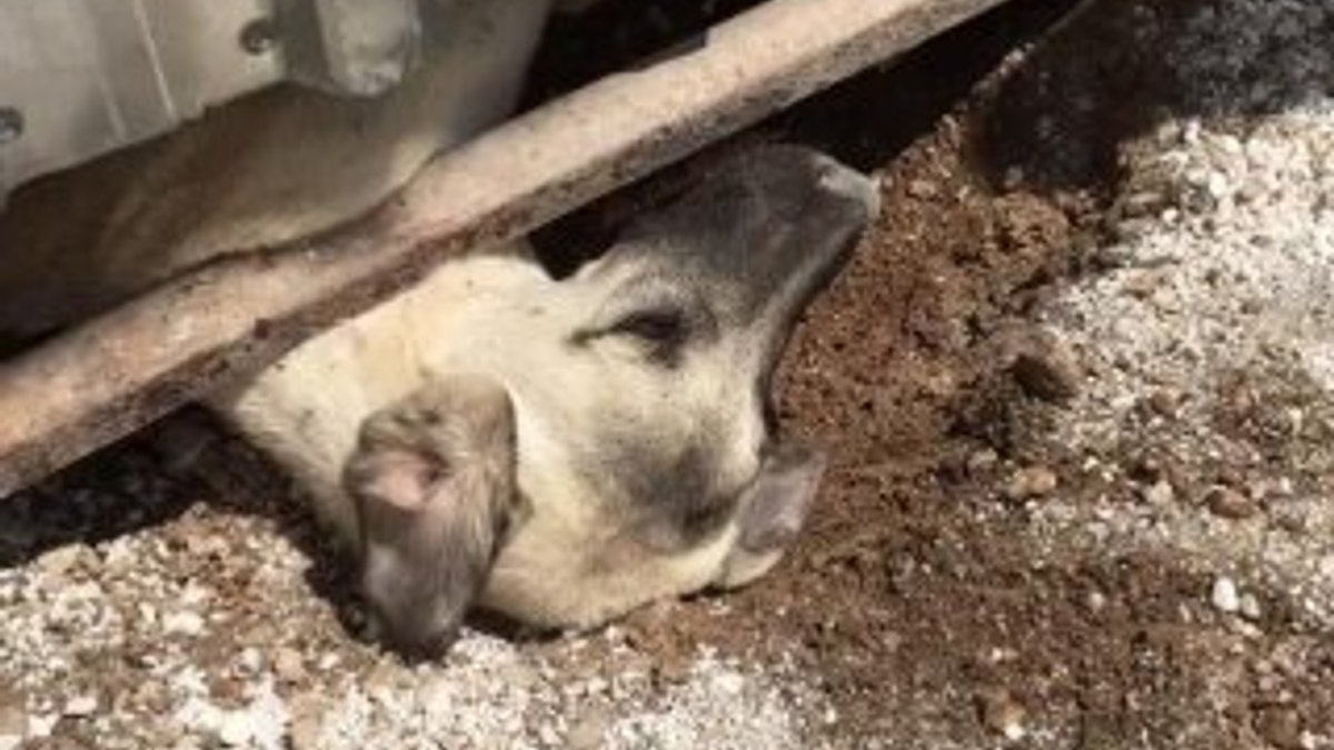 Kafasını kapıya sıkıştıran köpek kurtarıldı İZLE