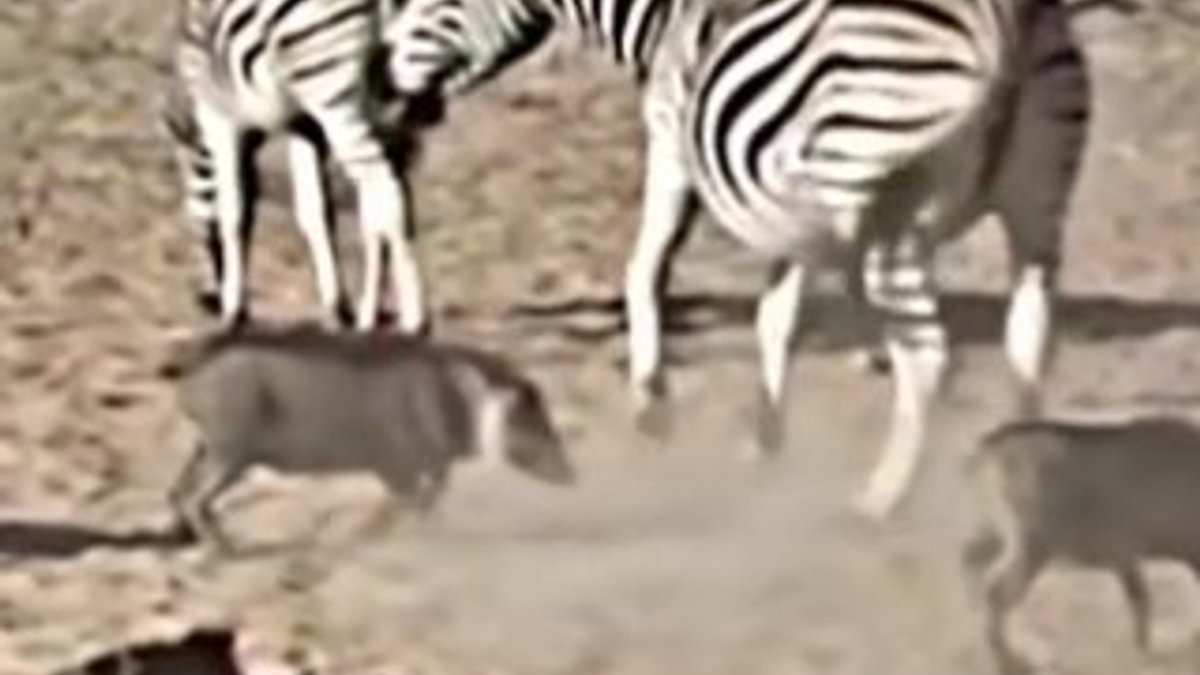 Zebra tekmesiyle bayılan domuz