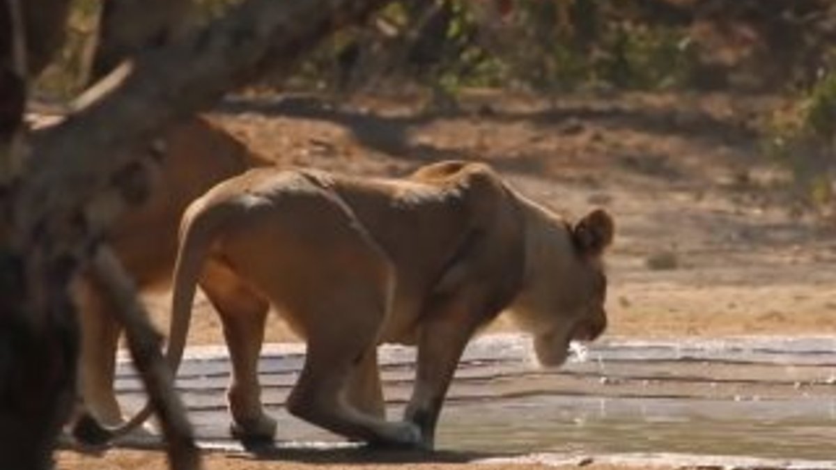 Leopar sayesinde hazır yemeğe konan aslanlar