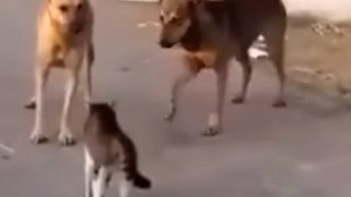 Köpeklere kafa tutan cesur kedi