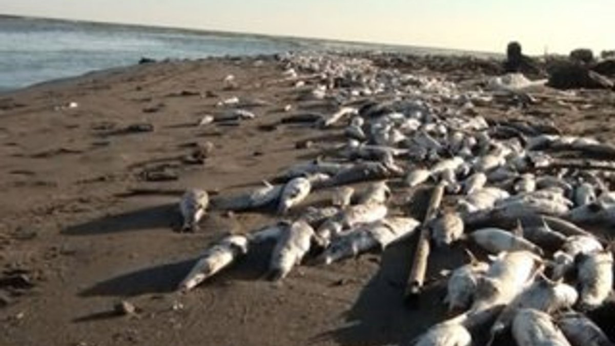Mersin'de on binlerce ölü balık sahile vurdu