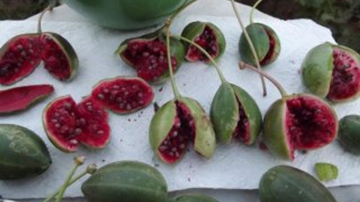 Doğadaki sağlık deposu bitki: Kapari