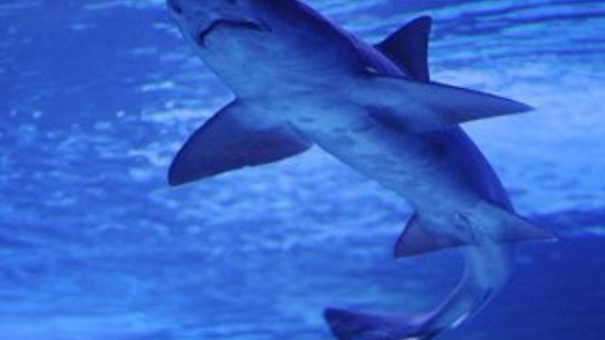 Avustralya’da köpek balığı saldırısı