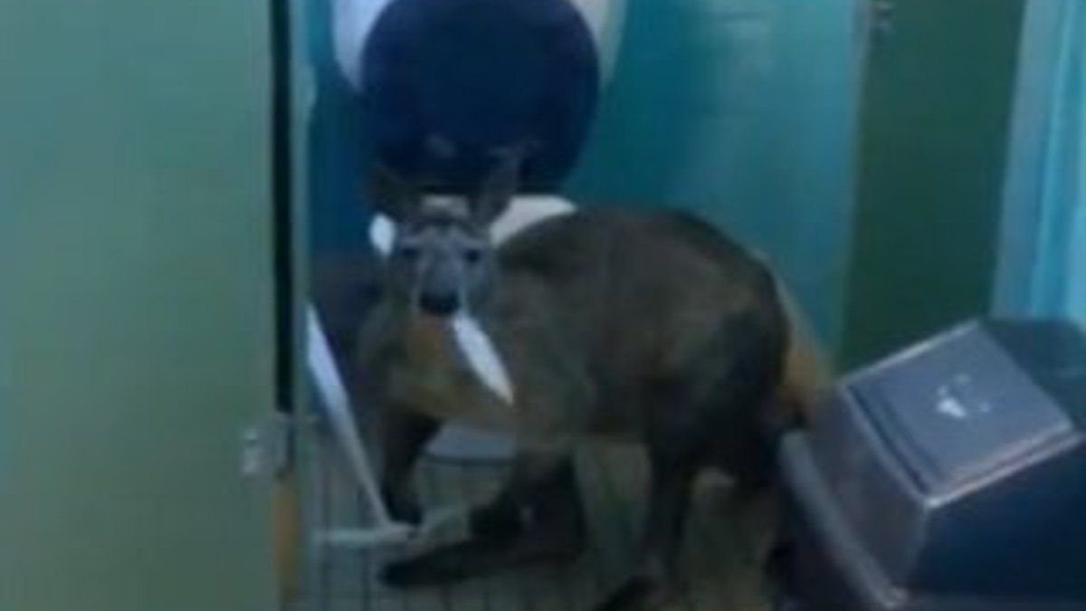 Kanguru tuvalet kağıdını yerken ev sahibine yakalandı