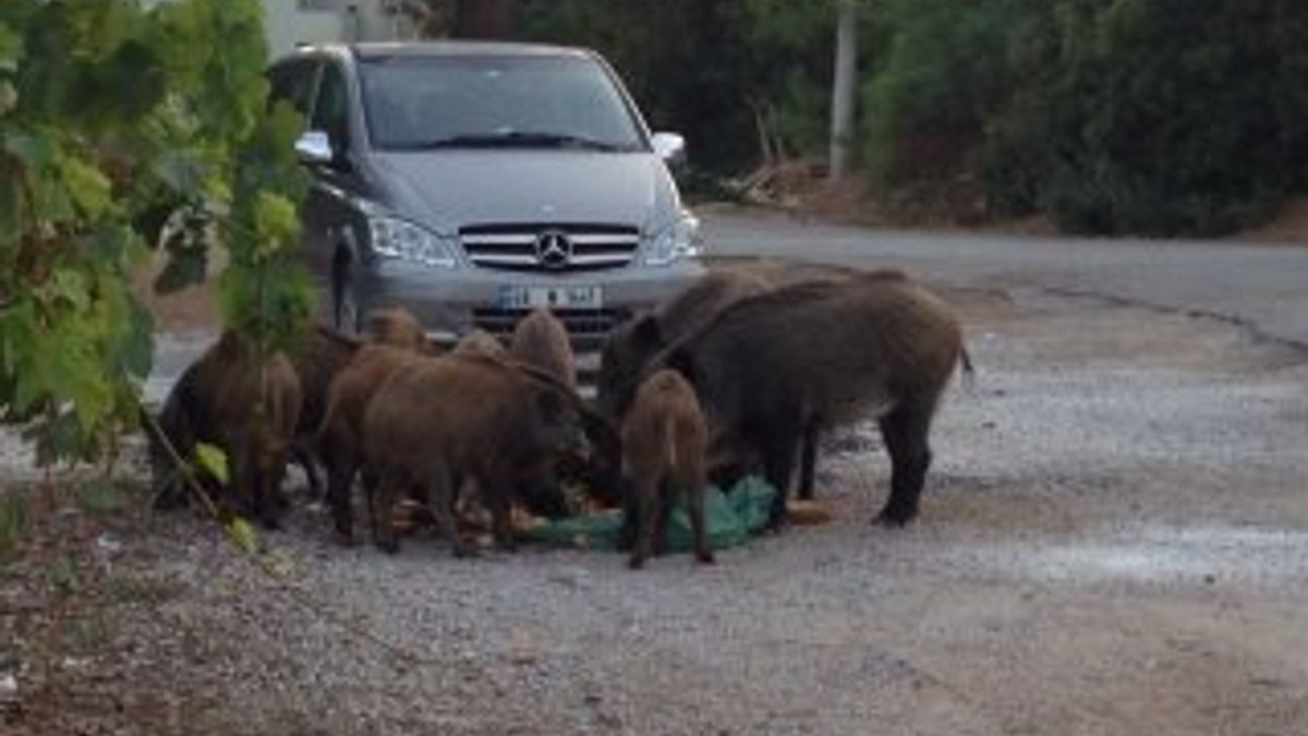 Marmaris'te aç kalan domuzlar şehre indi