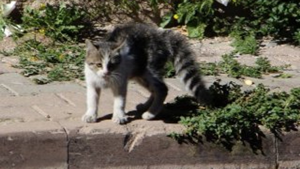 Sivas'ta inatçı kedi kurtarma ekibini pes ettirdi