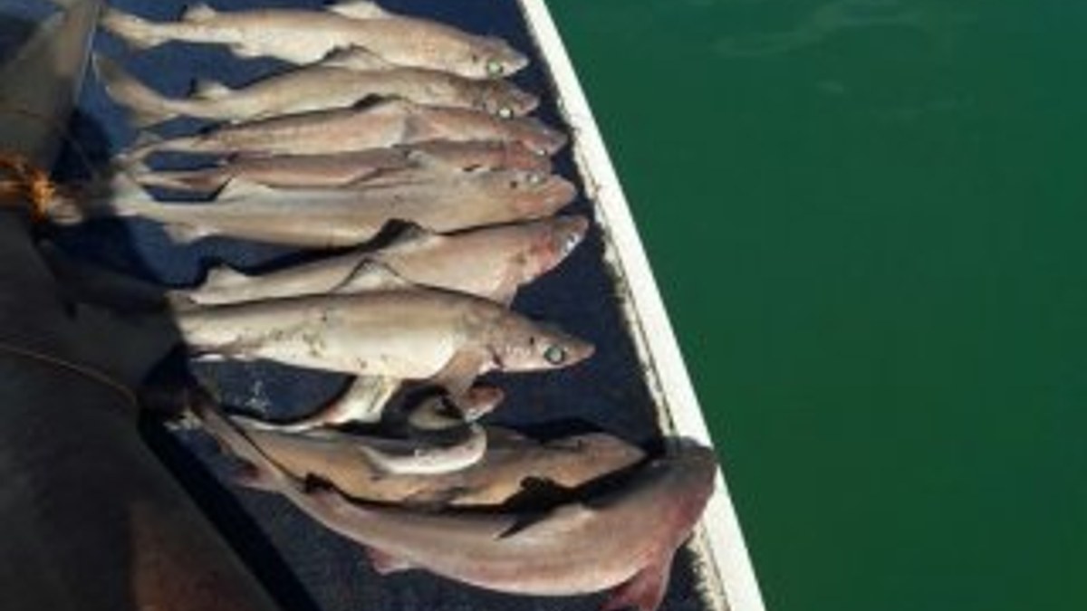Manavgat'ta 14 köpek balığı yakalandı