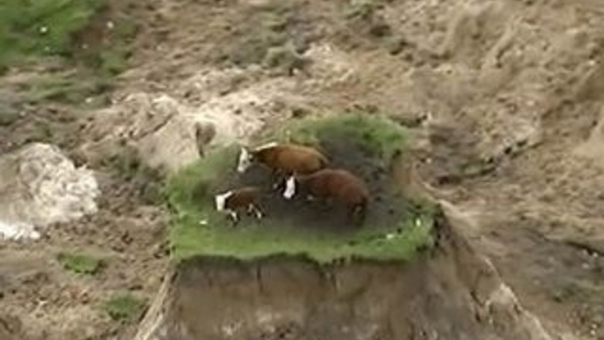 Yeni Zelanda'daki depremde inekler dağda mahsur kaldı