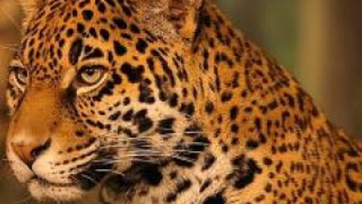 Timsahların amansız düşmanı Jaguar