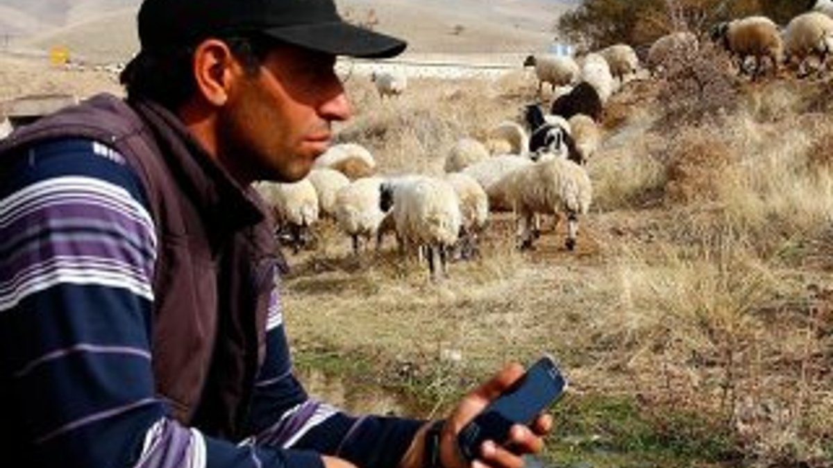 Koyunlara cep telefonundan kaval dinletisi