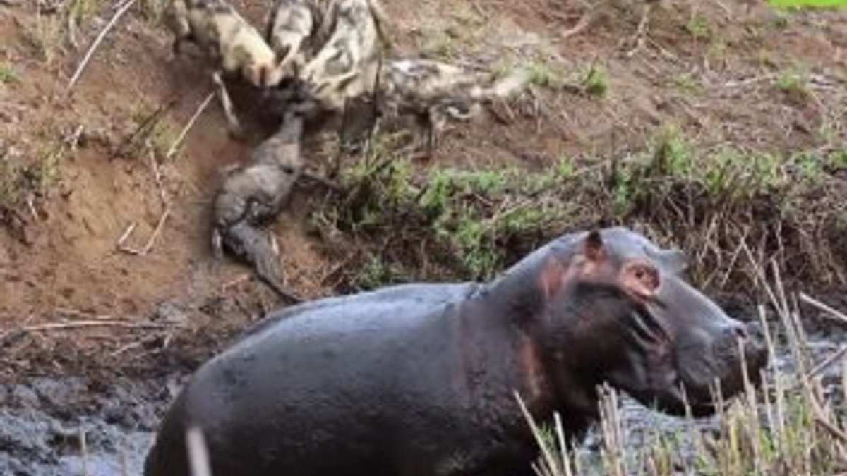 Hipopotamın gazabına uğrayan vahşi köpekler