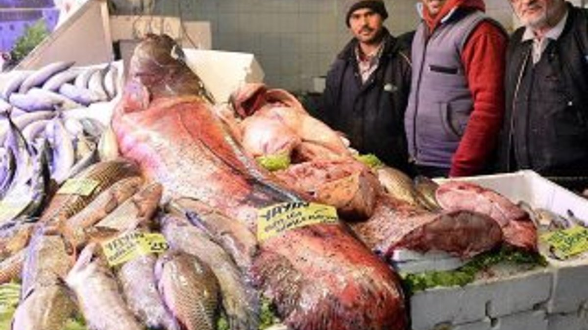 Eskişehir'de 142 kilo yayın balığı yakalandı
