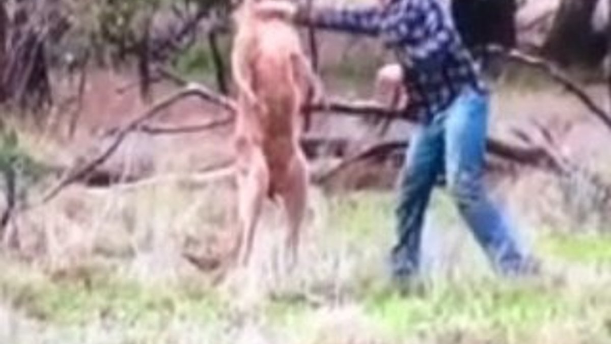Köpeğini kurtarmak için kanguruyu yumrukladı