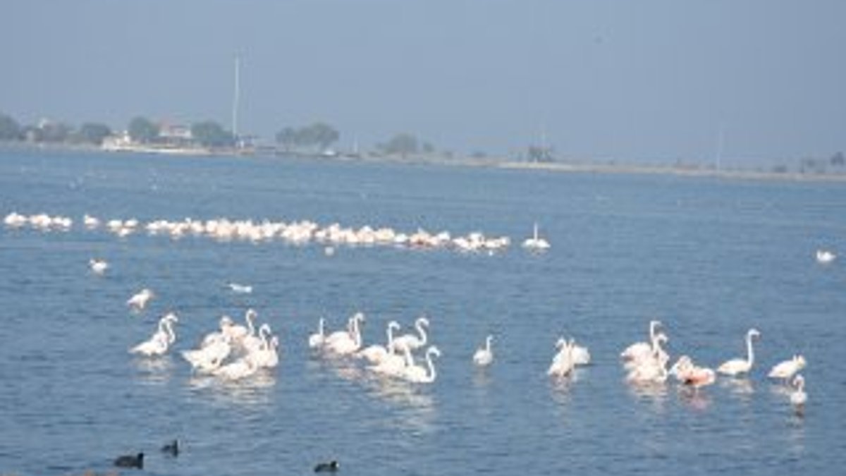 İzmir İnciraltı adeta flamingo cenneti