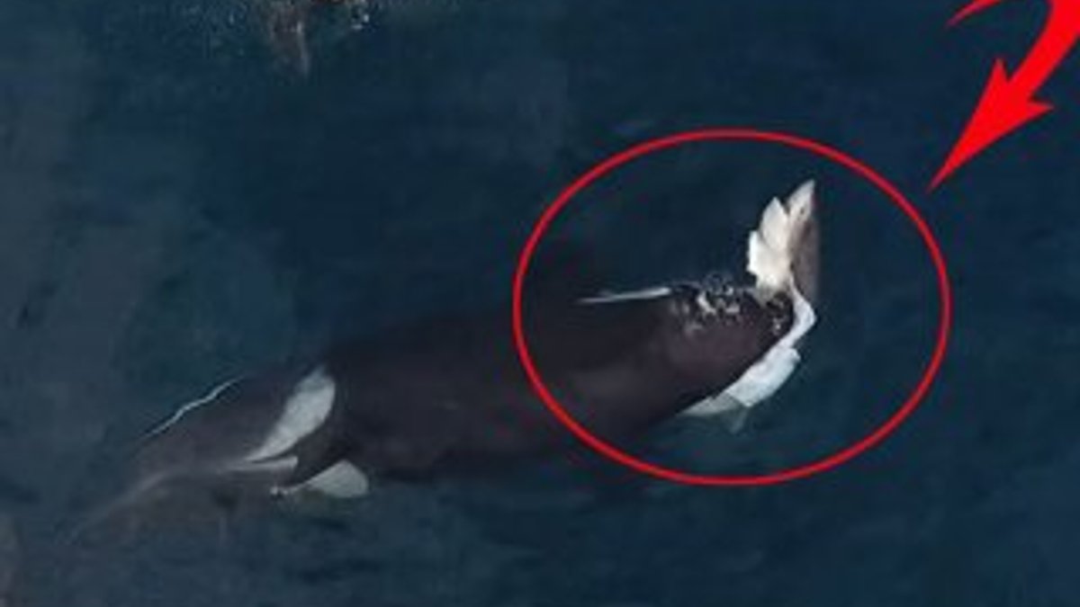 Katil balinalar köpek balığını paramparça etti