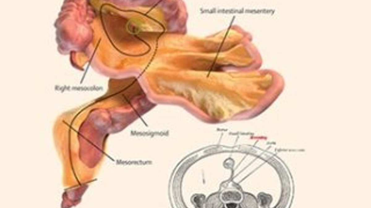 İnsan vücudunda yeni organ keşfedildi