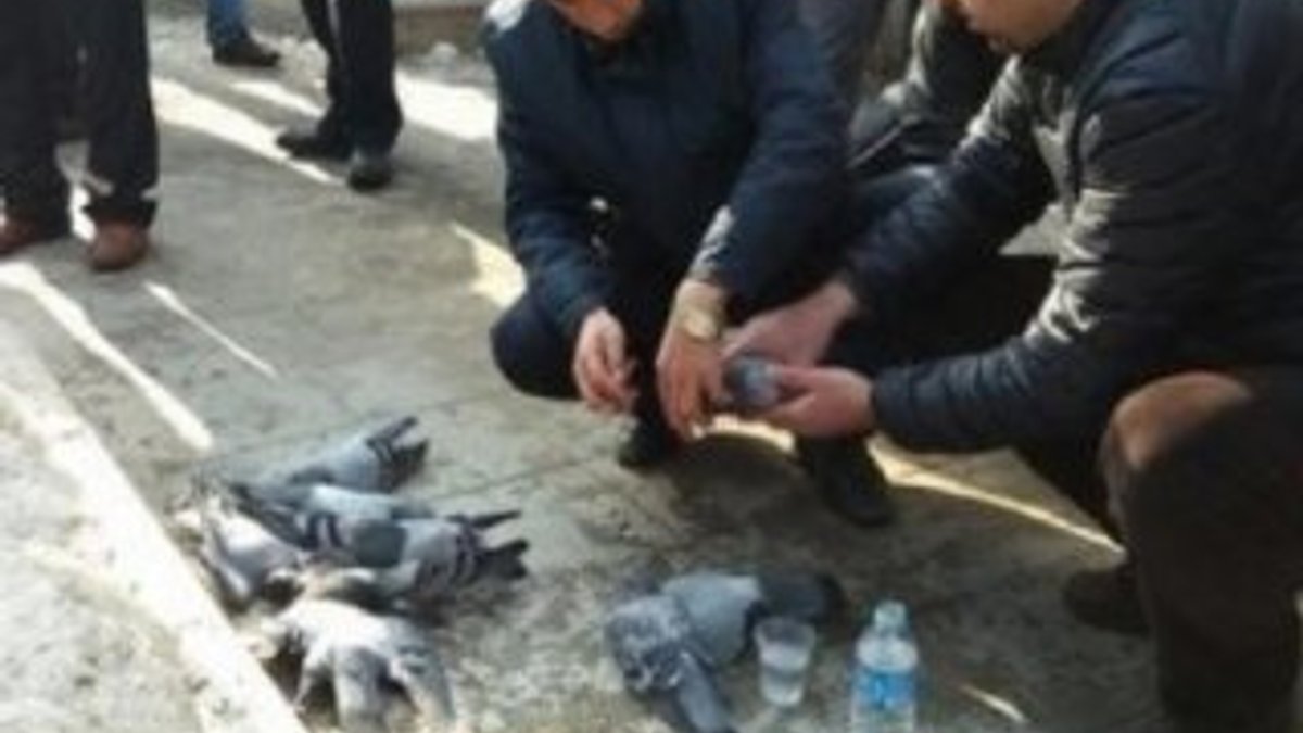 Kırıkkale'de yüzlerce güvercini zehirli yemle katlettiler