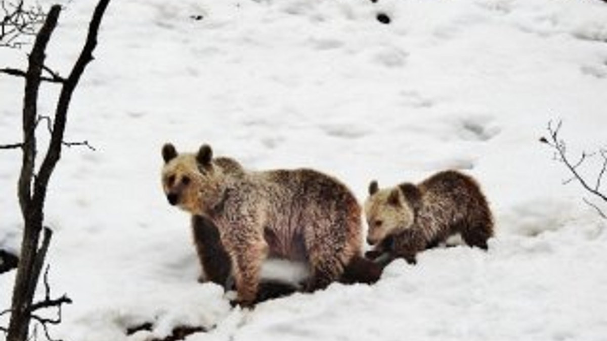 Anne ayı ve yavrusu kış uykusu yerine gezmeyi seçti