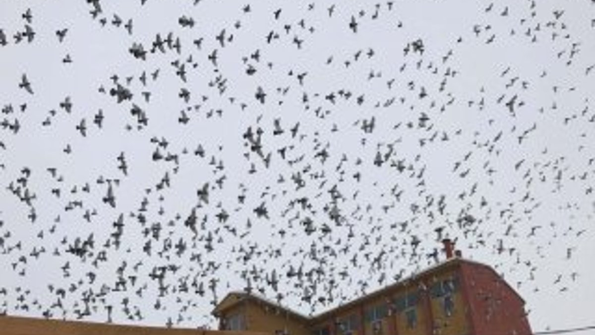 Aç kuşlar çareyi yem fabrikasına sığınmakta buldu