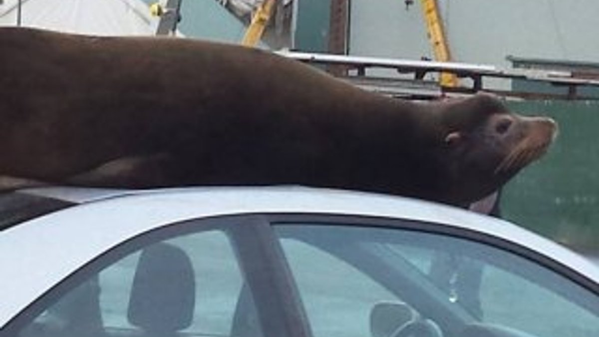Otomobilin üstüne park eden deniz aslanı - İzle