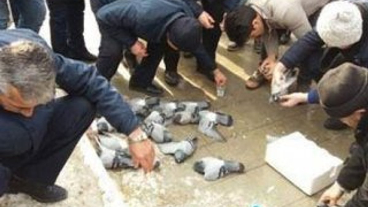 Kırıkkale'de yüzlerce güvercin yanlışlıkla katledildi