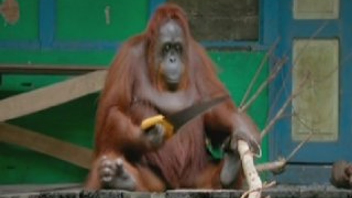 Testere ustası orangutan