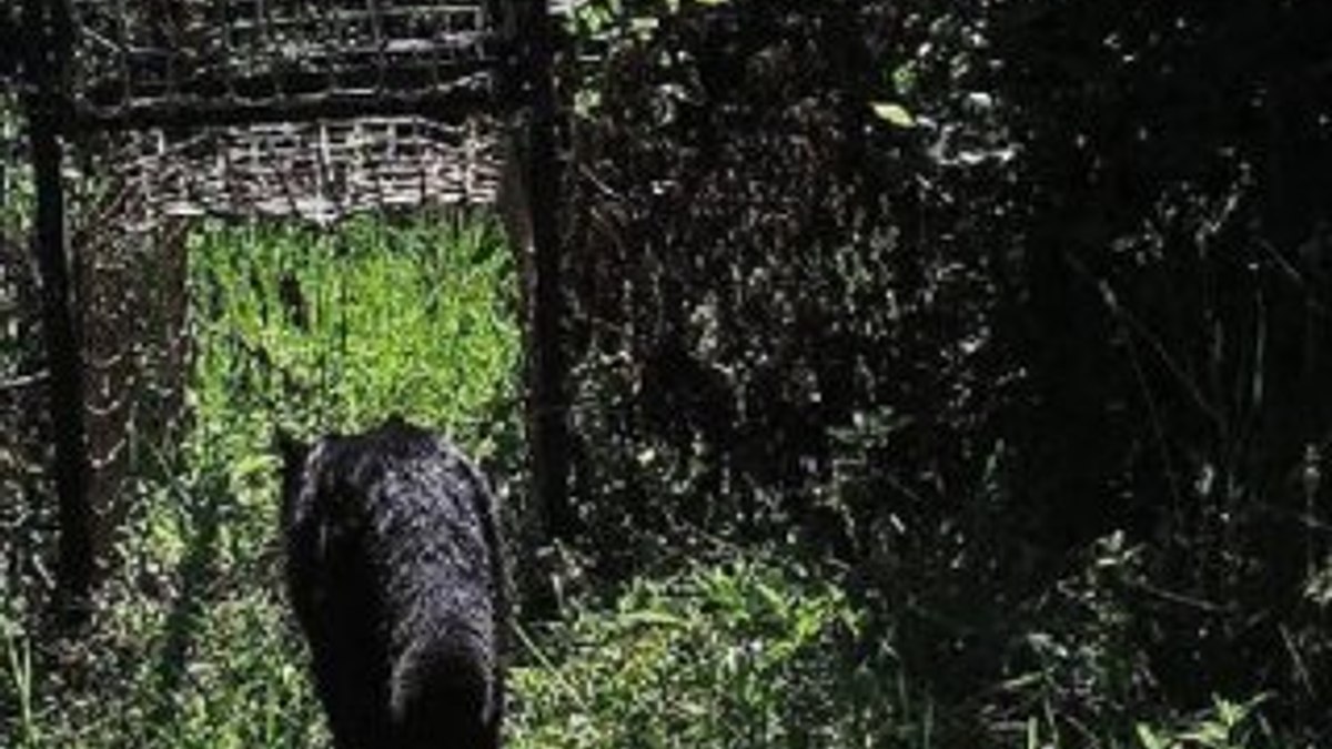 Küre Dağları'nda siyah renkli yaban kedisi göründü