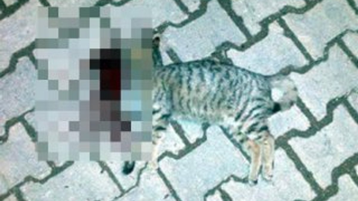 Tekirdağ'da iki kedi vahşice öldürüldü
