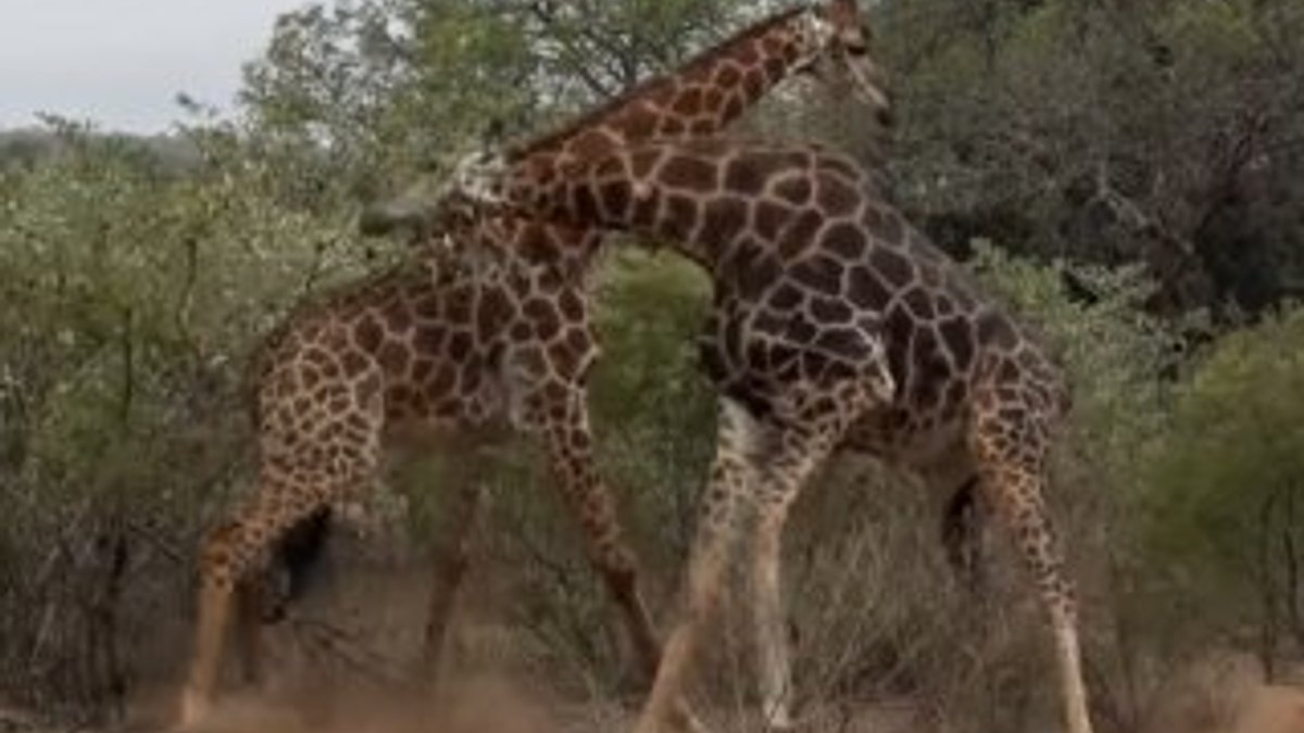 Dişi zürafa için kapışan erkek zürafalar