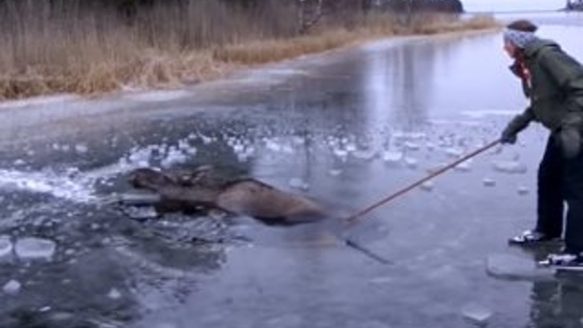 İsveç'te donan nehirdeki geyik kurtarıldı