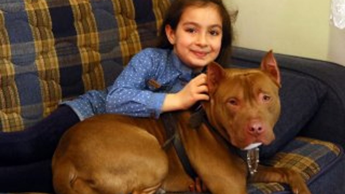 Pitbull ile 8 yaşındaki kızın dostluğu şaşırtıyor