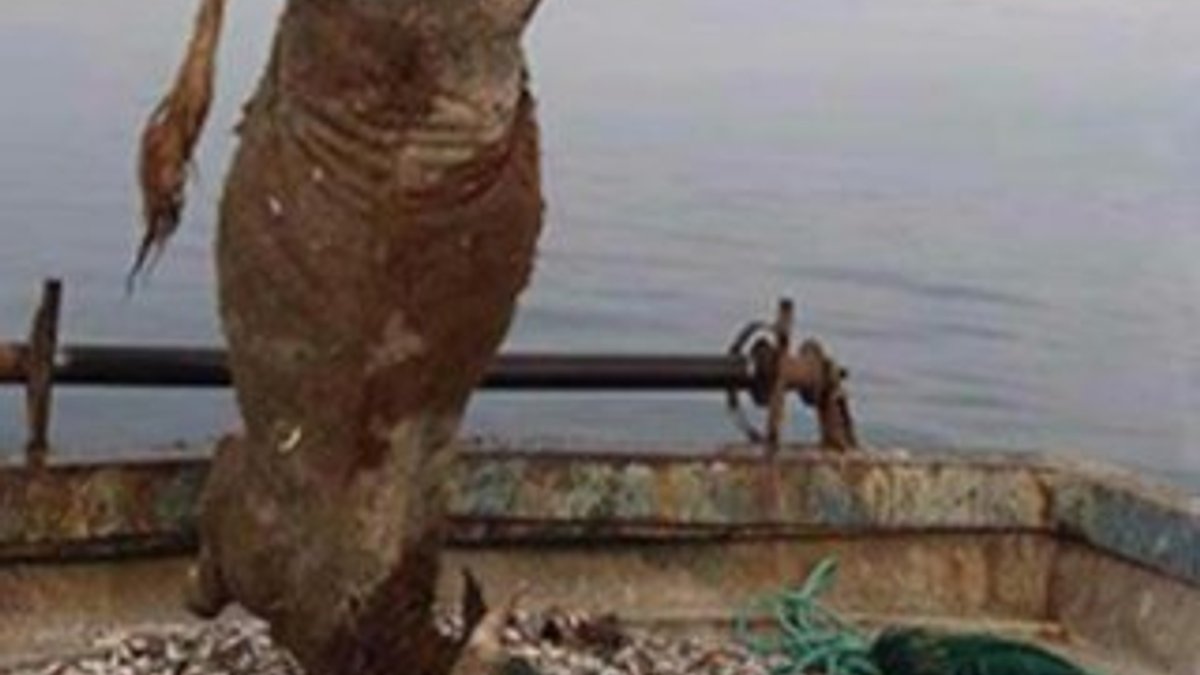 Kocaeli'de balıkçıların ağına dana takıldı