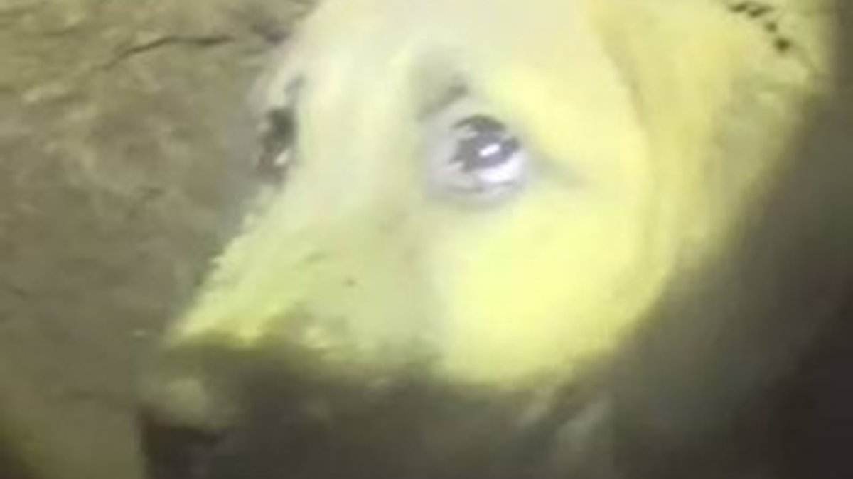 Beykoz'da sondaj kuyusuna düşen yavru köpek kurtarıldı