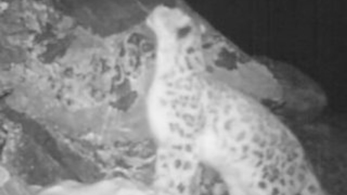 Kar leoparı karşı cinsi etkilemek için kükredi