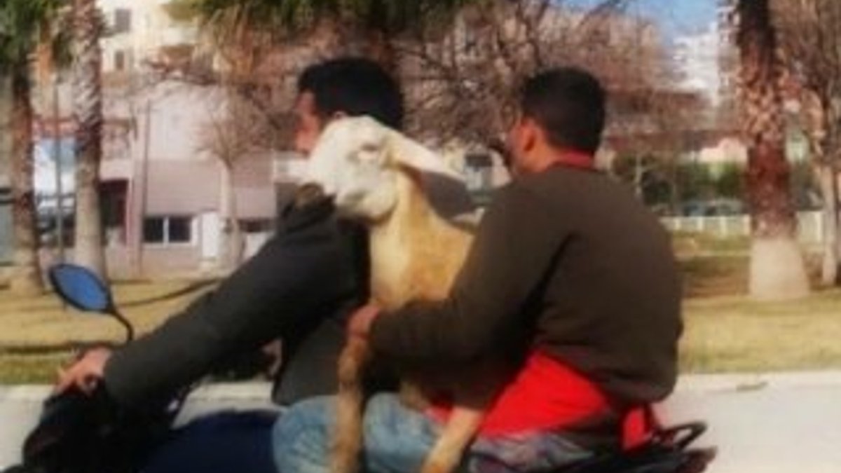 Adana'da motosiklet üzerinde koyunla yolculuk- İZLE