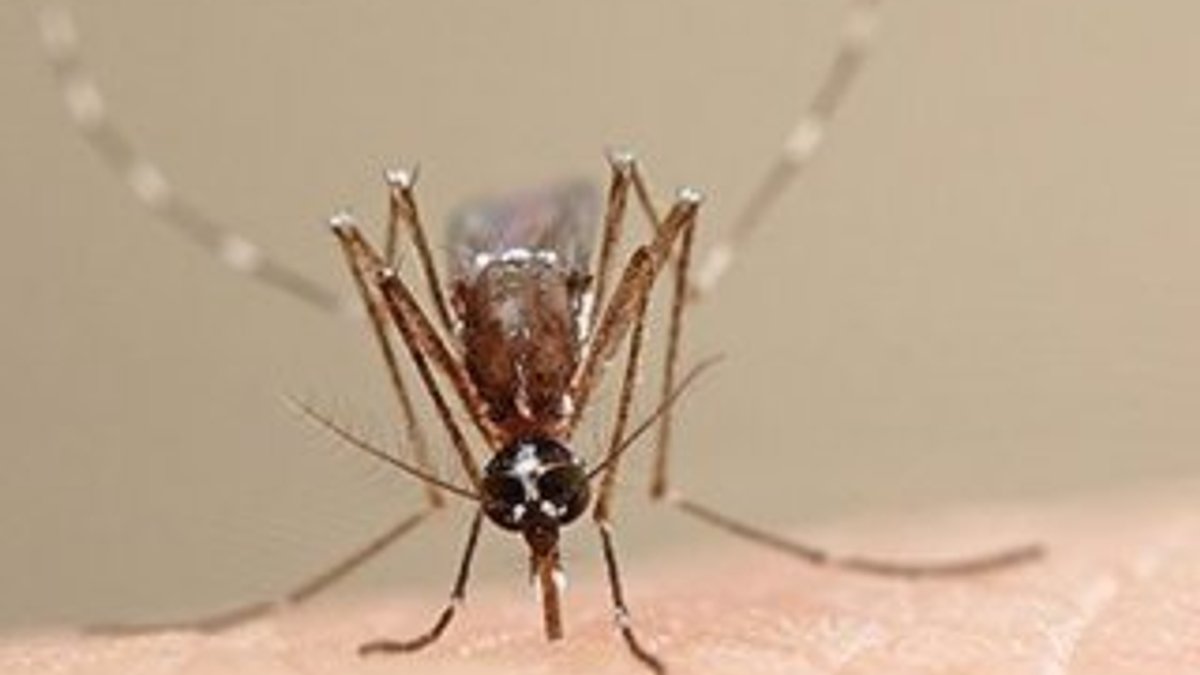 ABD'de sivrisinek aşısı için gönüllüler aranıyor