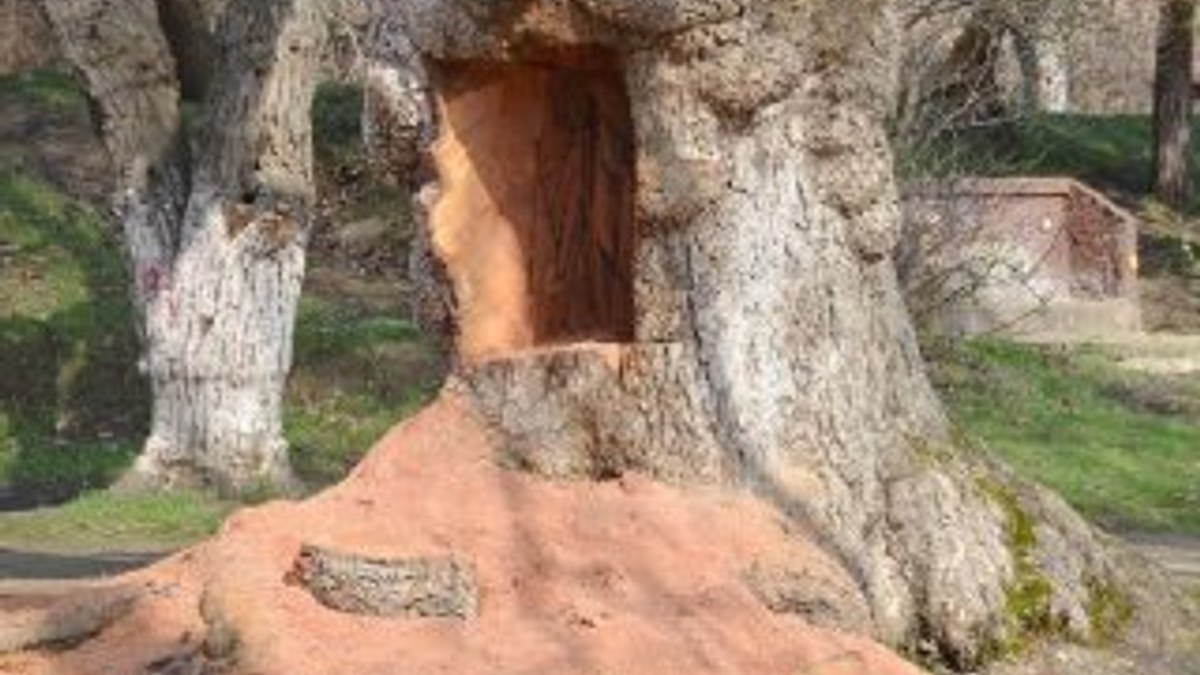 400 yıllık çınar ağacını kim oydu?