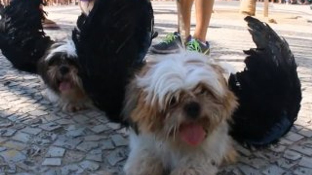 Rio'da köpek karnavalı