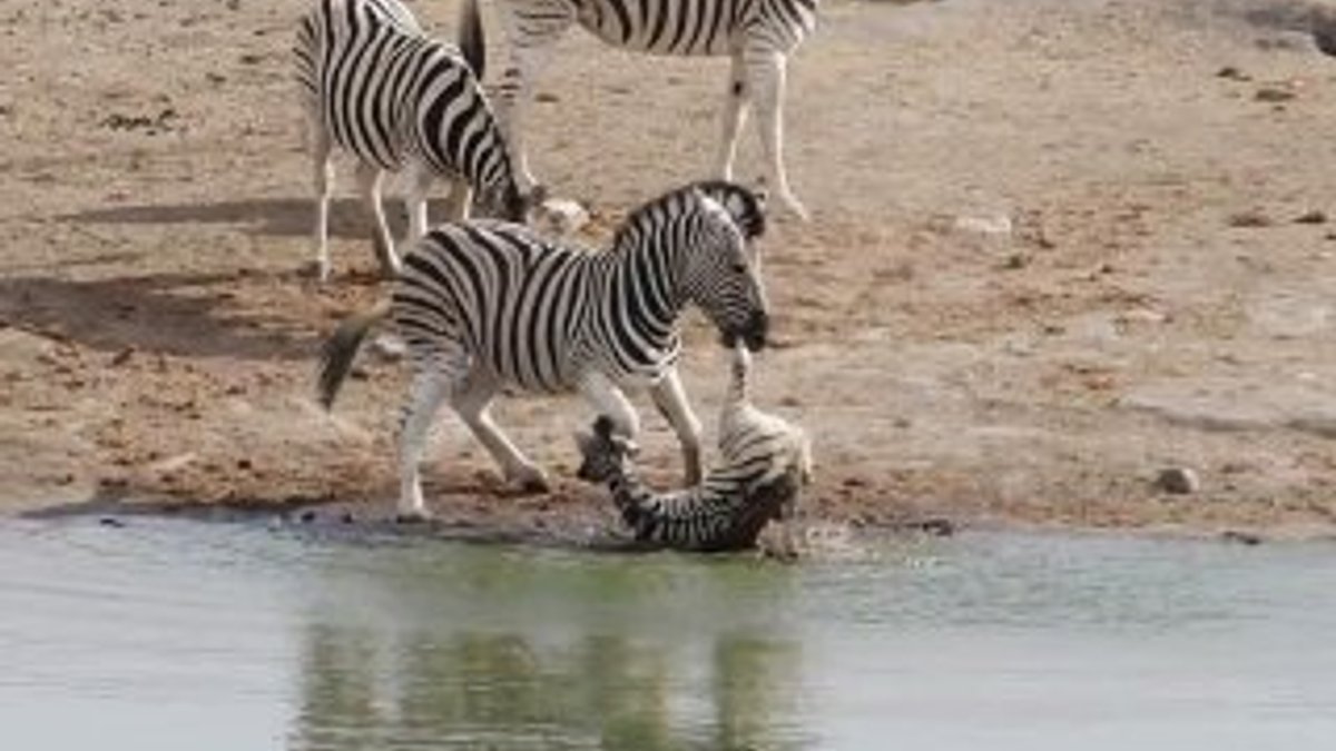 Zebra sürüsünün yeni lideri yavru zebraya saldırdı