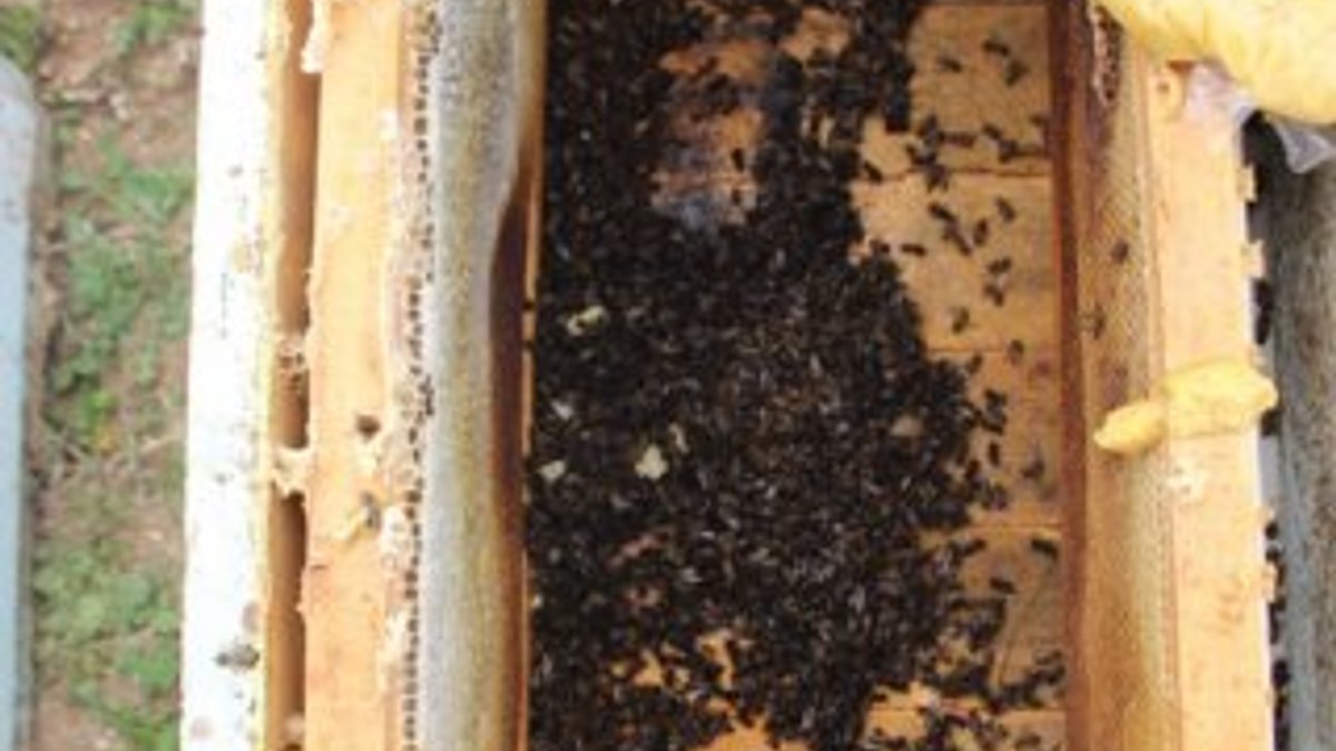 Aydın'da yüzlerce kovan arı zehirlendi
