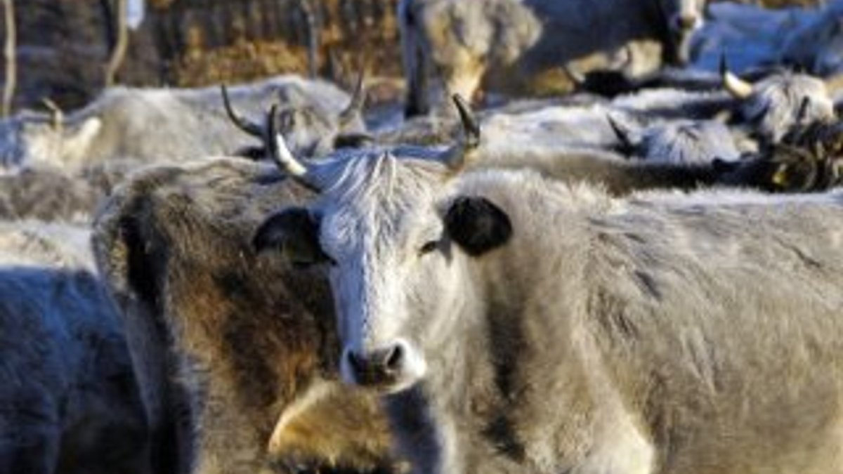 Trakya'da nesli tükenmekte olan sığırlar korunmaya alındı