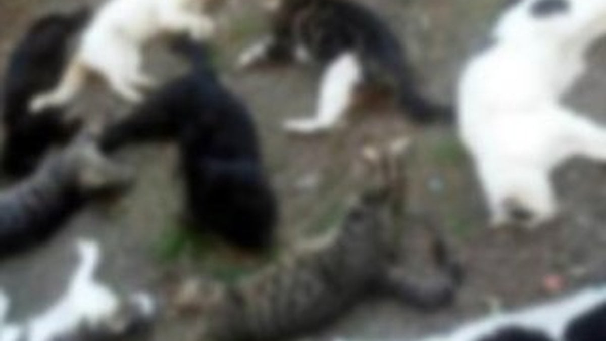 Alanya'da kedileri zehirleyen Rus yakalandı